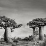 BAOBABS, Ankoabe Forest