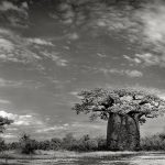 BAOBABS VII, Andombiry Forest