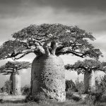 BAOBABS XII. Andombiry Forest