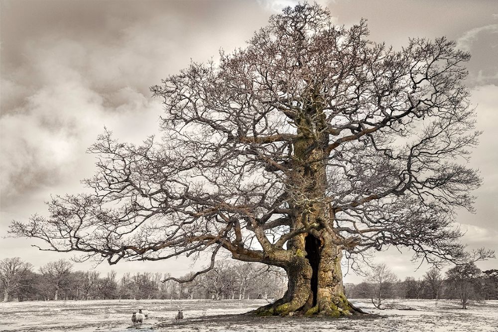 Cornbury Park Estate Oak II