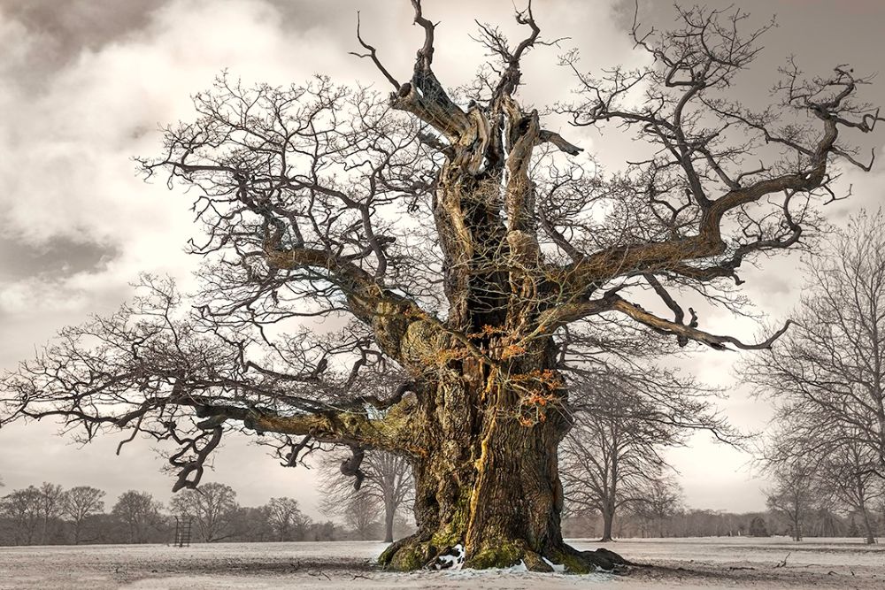 Cornbury Park Estate Oak III