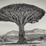 DRAGON'S BLOOD TREE AND HAGHIER MOUNTAINS
