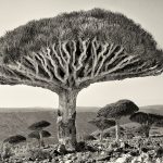 DRAGON'S BLOOD TREE IN DIKSON FOREST