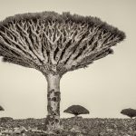 DRAGON'S BLOOD TREES