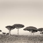 DRAGON'S BLOOD TREES ON HILL