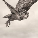 EAGLE OWL FLYING