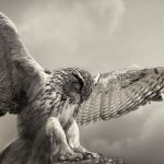 EAGLE OWL LANDING