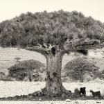 GOATS UNDER DRAGON'S BLOOD TREE