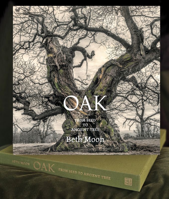 Oak by Beth Moon with Slipcase Cover of Oak by Beth Moon with Slipcase